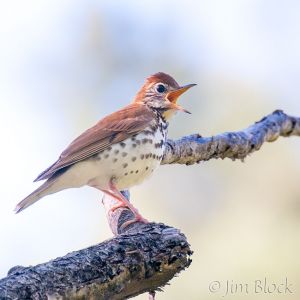 07  DQ593B-Wood-Thrush.jpg